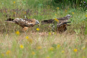 Milan royal,.Milvus milvus , Red Kite