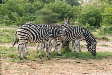Zèbre de Burchell, Equus quagga burchelli, Parc national Kruger, Afrique du Sud