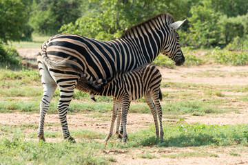 Zèbre de Burchell,.Equus quagga burchelli, Parc national Kruger, Afrique du Sud