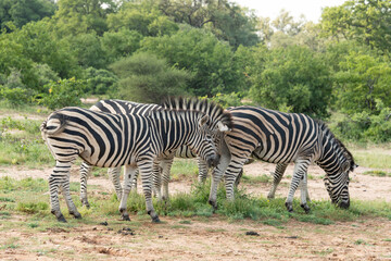 Zèbre de Burchell, Equus quagga burchelli, Parc national Kruger, Afrique du Sud