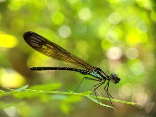 Rhinocypha is a genus of damselflies in the family Chlorocyphidae.