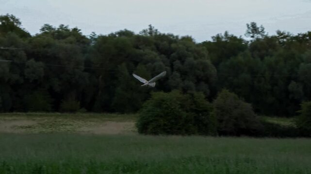 a wild barn owl (Tyto alba) in flight, searching for prey