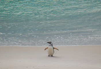 Adorable Magellanic Penguin Wings Up Gypsy Cove Port Stanley Falkland Islands Antarctica Cruise Excursion Close Up On White Sand Beach By The Ocean