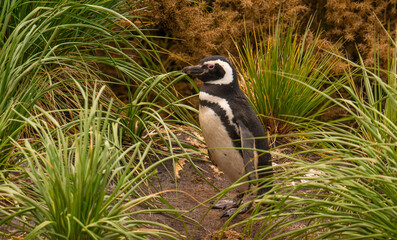 Adorable Magellanic Penguin Looks To The Left in Tall Grass Gypsy Cove Falkland Islands Antarctica Cruise Excursion Close Up Summer Natural Habitat