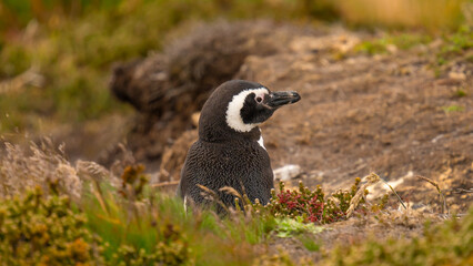 Cute Gentoo Penguin Looks to the Right in the Falkland Islands Natural Habitat. Close Up View Black and White Feathers