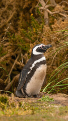 Adorable Magellanic Penguin Stands in Tall Grass, Looks To The Right Gypsy Cove Falkland Islands Cruise Excursion Close Up Summer Natural Habitat