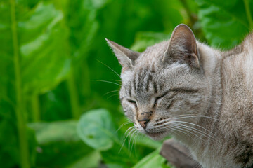 Argentinian landscape Eucalyptus tree and pasture fields