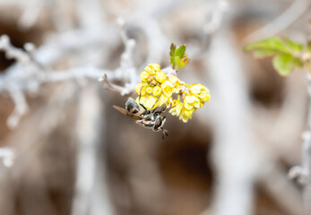Hairy-horned Bromeliad Fly Copestylum caudatum Interacting With Colorado Wildflowers on a Sunny Afternoon