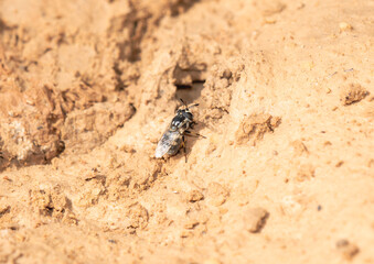 Hairy Horned Bromeliad Fly (Copestylum caudatum) Resting on Soil in Colorado During Afternoon Light