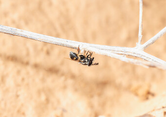 Hairy Horned Bromeliad Fly (Copestylum caudatum) Found in Colorado’s Natural Habitat During Warm Weather