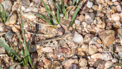 Detailed Observation of Kiowa Grasshopper (Trachyrhachys kiowa) in Its Natural Habitat in Colorado During Late Spring