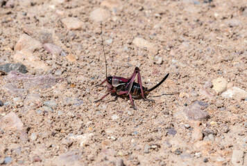 Mormon Cricket (Anabrus simplex) Observed on Rocky Soil in Colorado During Warm Summer Day