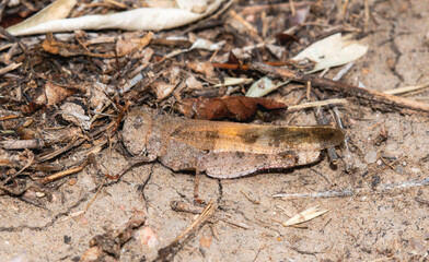 Mottled Sand Grasshopper (Spharagemon collare) Found in Its Natural Habitat in Colorado During Daylight Hours