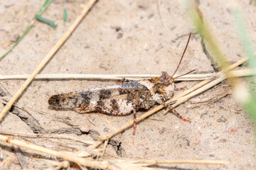 Mottled Sand Grasshopper (Spharagemon collare) Found on Soil in Colorado During Warm Afternoon