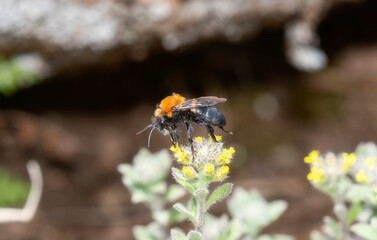 Mourning Bee Gebus Melecta Colorado Pollinating Wildflowers in Colorado's Natural Habitat