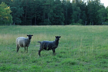 Fototapeta premium Sheep in nature. Summer evening around sunset. Bruket, Järfälla, Stockholm, Sweden.