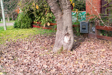 Tree trunks and dried leaves , near the house