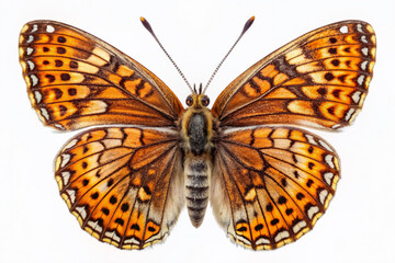 Vibrant Melitaea phoebe butterfly, Knapweed fritillary, isolated on pure white, showcases intricate details of its copper-brown wings with silvery sheen and delicate legs from above.