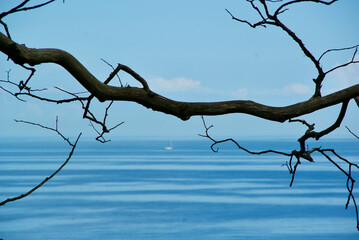 Black tree twig in front of blue sky and blue ocean on the Danish island Bornholm.