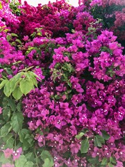 Obraz premium Pink flowers on the tree 