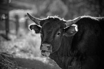Black and whote portrait of a silly cow