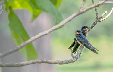 Pair of barn swallow perched in a tree in summer.