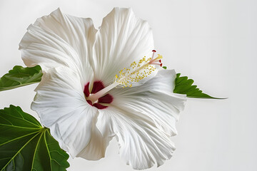 White Hibiscus syriacus flower isolated on white background with copy space, white, isolated, plant, nature, Hibiscus syriacus