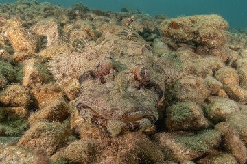 Fish swimming in the Red Sea, colorful fish, Eilat Israel
