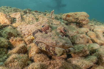 Fish swimming in the Red Sea, colorful fish, Eilat Israel
