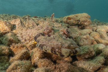 Fish swimming in the Red Sea, colorful fish, Eilat Israel
