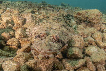 Fish swimming in the Red Sea, colorful fish, Eilat Israel
