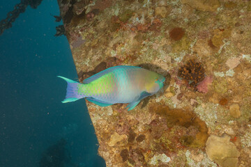 Fish swimming in the Red Sea, colorful fish, Eilat Israel
