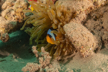 Clown-fish anemonefish in the Red Sea Colorful and beautiful, Eilat Israel
