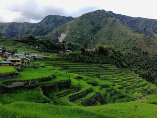 Rice Terraces of the Philippine Cordilleras, rice fields in Banaue region,Philippines ,Asia, rice production traditional agriculture,World Heritage Site consisting of a complex of rice terraces	
