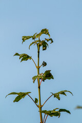 leaves against blue sky