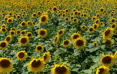 Sunflower field landscapes on a bright sunny day with patterns formed in natural background. Image of environmental industry. Photo of beauty of the earth. High quality photo