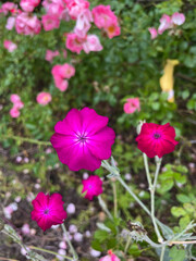 Fototapeta premium Vibrant pink blooming Silene coronaria decorative garden flowers close up, floral wallpaper background with