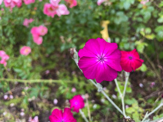 Vibrant pink blooming Silene coronaria decorative garden flowers close up, floral wallpaper background with