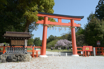 春の上賀茂神社　一の鳥居と斎王桜　京都市北区