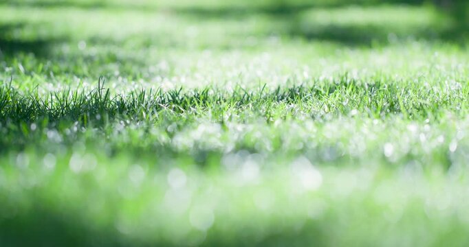 The summer morning sun creates soft shadows from the trees on the green lawn.