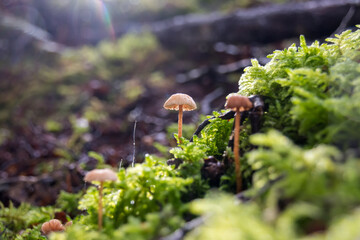 mushrooms in the forest