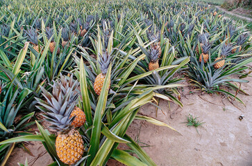 Pineapple plantation in Vila do Itapemirim City, Espirito Santo State, Brazil, 2020