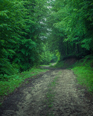 Fototapeta premium beautiful forest road