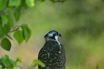 Osprey resting in the shade on a hot summer day