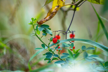 Solanum dulcamara Bright Red Berries Growing on a Green Plant in a Lush Forest During Daylight
