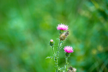 Vibrant Pink Thistle Blooms Surrounded by Lush Green Foliage in Summer Sunshine