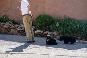 person with dog