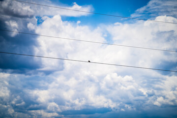 bird standing on string with clouds in the sky