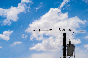 birds standing on lines in the sky