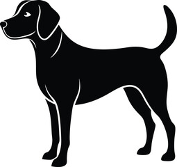 Black Labrador Retriever Dog On White Background